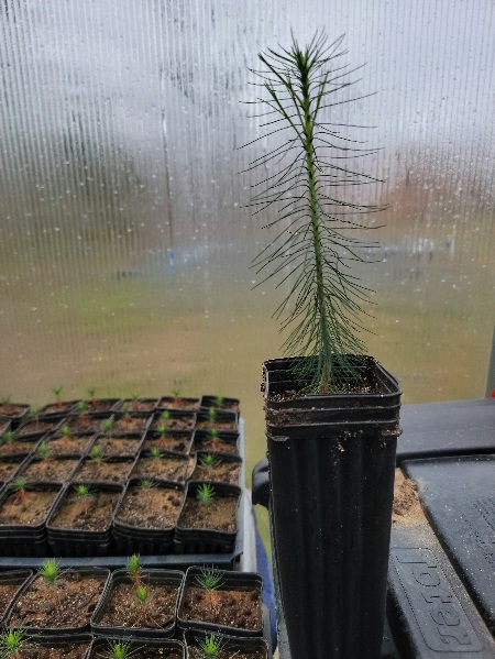 pine-seed